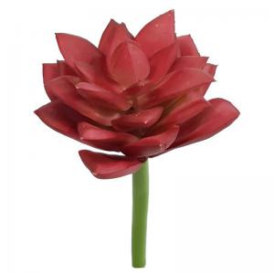 Folhagem Suculenta Real Vinho 11Cm - H8.Com