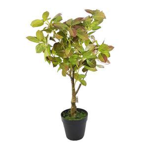 Planta Ficus Virens Verde e Vermelho com Vaso Plástico