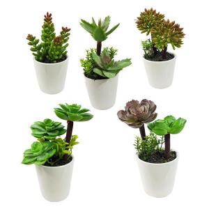 Arranjo Mini Suculenta Sort.c/Vaso Ceram.mini 14Cm - Grillo